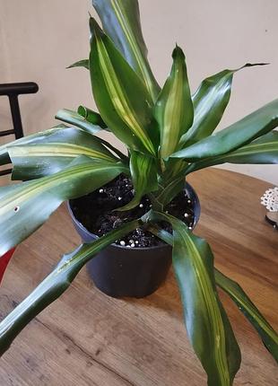 Драцена (dracaena fragrans)