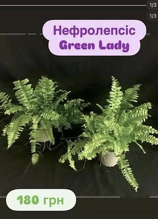 Нефролепсіс green lady