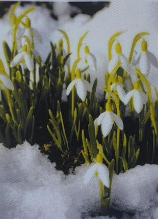 Принт для вышивки. подснежники