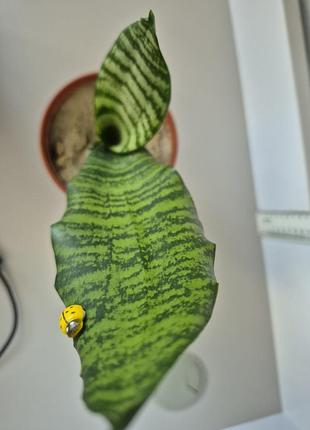 Сансевієрія (sansevieria, щучий хвіст, тещин язик, язик джинів, тятива лука, зміїна шкіра) 3