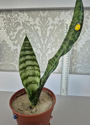 Сансевієрія (sansevieria, щучий хвіст, тещин язик, язик джинів, тятива лука, зміїна шкіра) 2