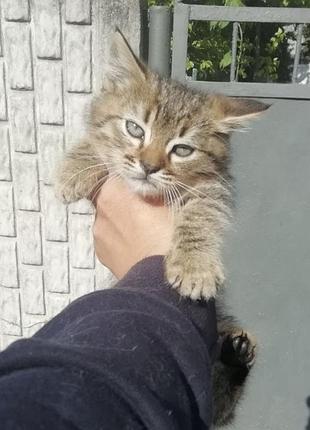 Віддам котиків безкоштовно в добрі руки