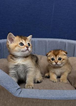 Котята золота шиншила поінт девочкі