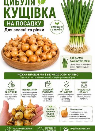 Лук кущевка круглый