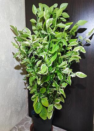 Педалиантус (pedilanthus tithymaloides variegatus)