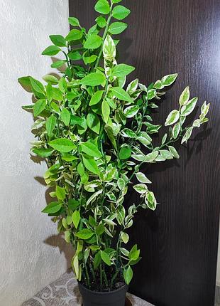 Педалиантус (pedilanthus tithymaloides variegatus) 2
