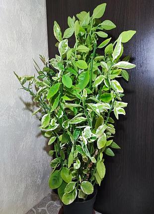 Педалиантус (pedilanthus tithymaloides variegatus) 3