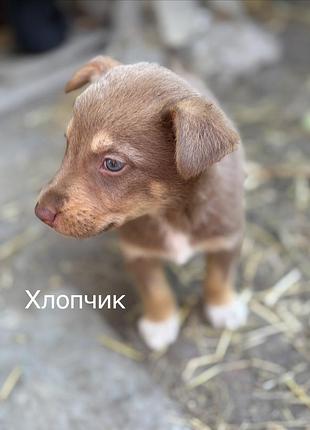 Цуценята в добрі руки