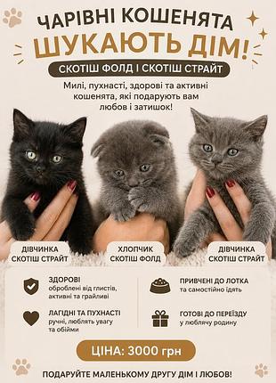Кошенята скотіш фолд