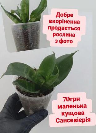 Кущова низькоросла сансевієрія санса сансевєрія квіти