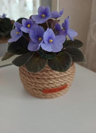 🌸 квітучий затишок: стильний комплект «кашпо ручної роботи + ніжна фіалка»