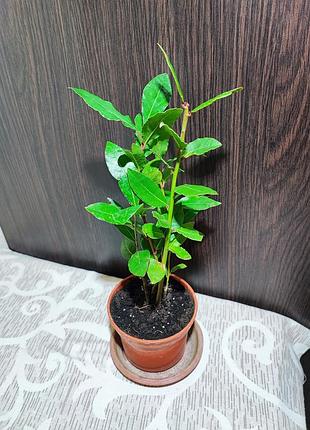 Лавр благородный (laurus nobilis)
