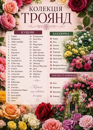 🌹 саджанці троянд – великий вибір сортів