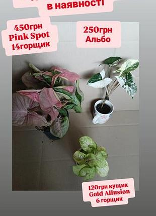 От 120грн сингониум golden allusion, вариегатный альбо, pink spot, писк спот, здравствуйте ароеидные растения комнатные цветы