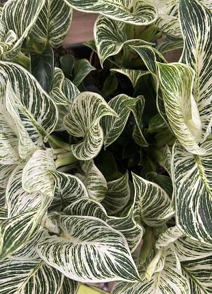 Филодендрон вайт вейт, philodendron white wave 2