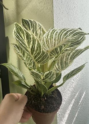 Филодендрон вайт вейт, philodendron white wave 3