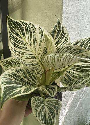Филодендрон вайт вейт, philodendron white wave 4