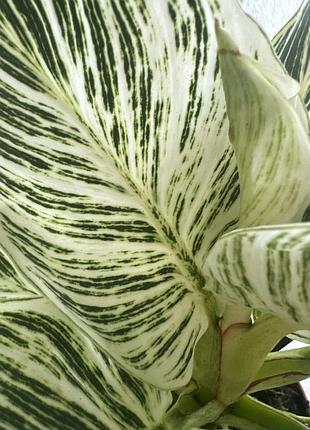 Філодендрон вайт вейв, philodendron white wave