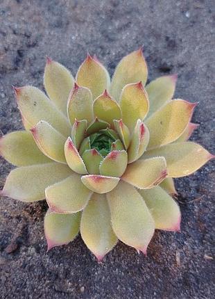 Сортові вуличні сукуленти молодило sempervivum витримують засуху та мороз.