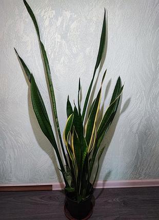 Сансевієрія трисмугова (sansevieria trafasciata laurentii, zeylanica, moonshine)