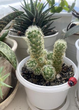 Кактус мамміллярія маммиллярия mammillaria elongata