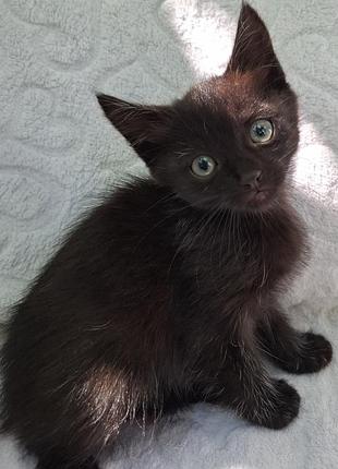 Котятка 1 месяц
