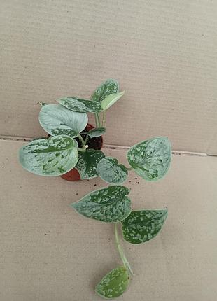 Сциндапсус pictus silvery anne пиктус силвер 8горщик 3рослини
