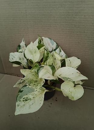Эпипремнум happy leaf сциндапсус вариогатный 2