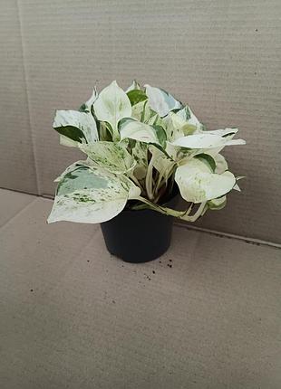 Епіпремнум happy leaf сциндапсус варієгатний