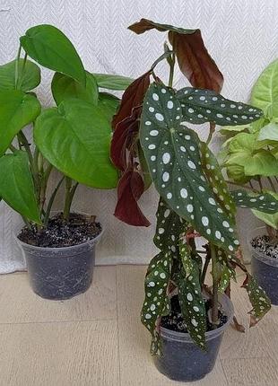 Набір дорослих рослинок