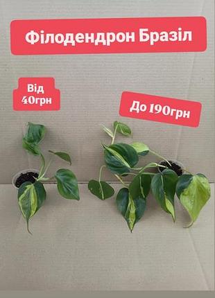 Від 40грн філодендрон бразіл ліана епіпремнум сциндапсус квіти вазон