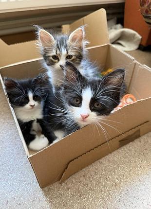 Котята в надежные руки