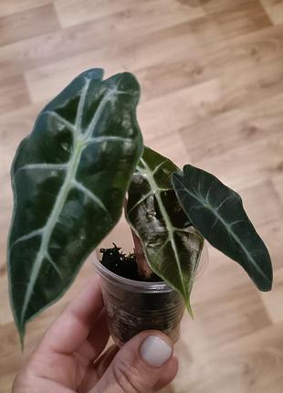 🌿 алоказии ищут новый дом 💚 алоказия поля, регал шилдс