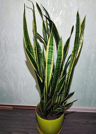 Сансевієрія (sansevieria trafasciata laurentii)