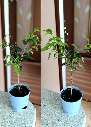 Фикус бенджамина в горшочках варианты