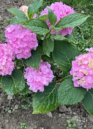 Продам розову гортензію🌸