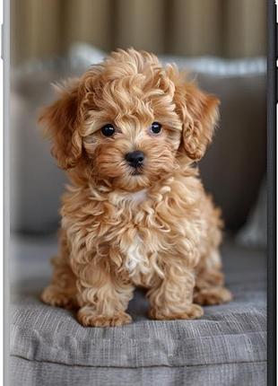 Чехол на iphone 8 plus mini-maltipoo из силикона fch_0162444