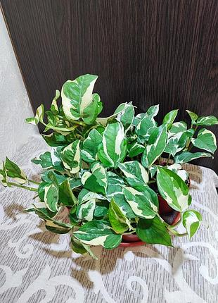 Эпипремнум н-джой (epipremnum aureum njoy)