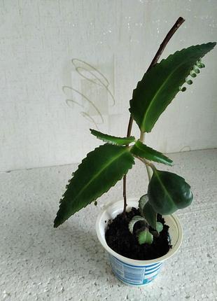 Kalanchoe-daigremontiana, каланхое дергемона, каланхое перистое
