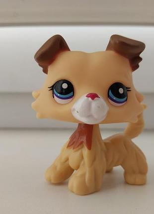 Lps littlest pet shop фігурка іграшка собака коллі собачка літлест пет шоп петшоп фігурки іграшки дитячі littelest pet shop колли petshop petshops лпс