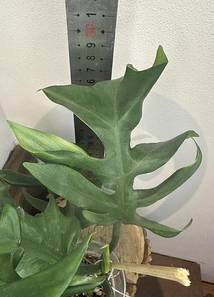 Філодендрон serrate leaf 2