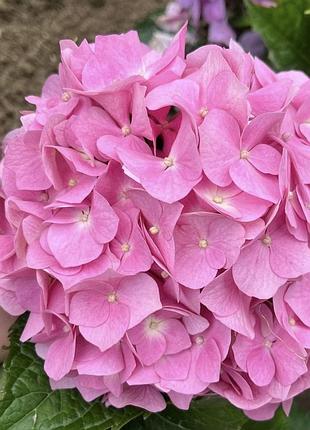 Прекрасна розова широколиста гортензія ангел🌸