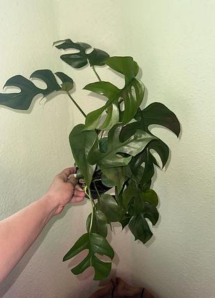 Монстера мини (monstera minima) 2