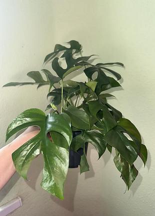 Монстера мини (monstera minima) 3