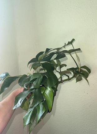 Монстера мини (monstera minima) 4