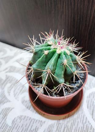 Кактус (ferocactus) 3