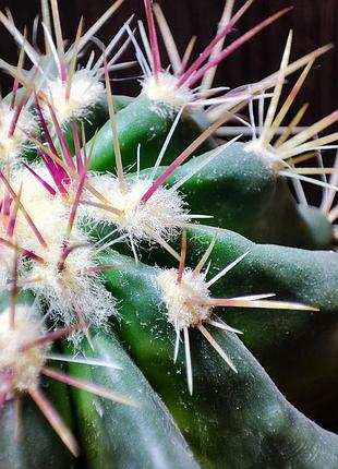 Кактус (ferocactus) 4