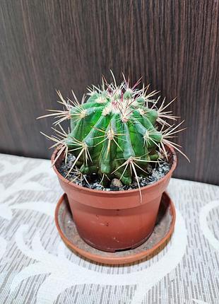Кактус (ferocactus)