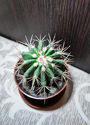 Кактус (ferocactus) 2