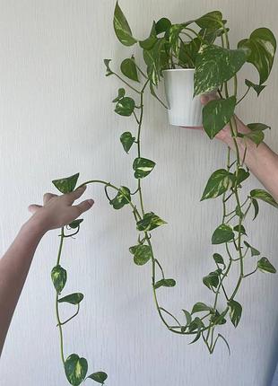 Эпипремнум золотистый (epipremnum aureum)